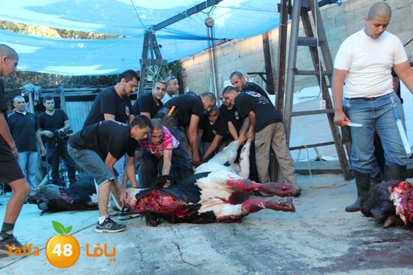 ada7y 116 n1 (29).JPG